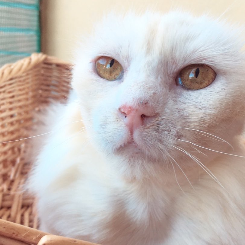 Foto in primo piano di Mozzarella: gatto bianco a pelo lungo, senza orecchio, dallo sguardo bellissimo.