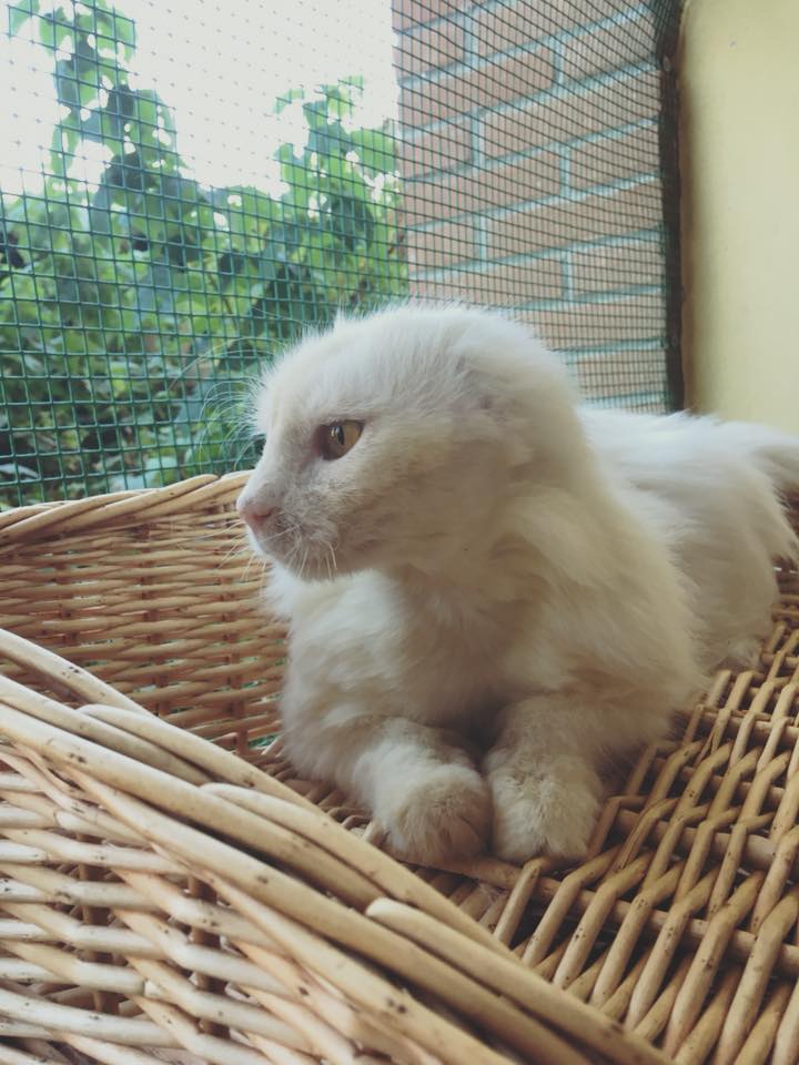 Foto di profilo di Mozzarella: gatto bianco a pelo lungo, senza orecchio, dallo sguardo bellissimo.