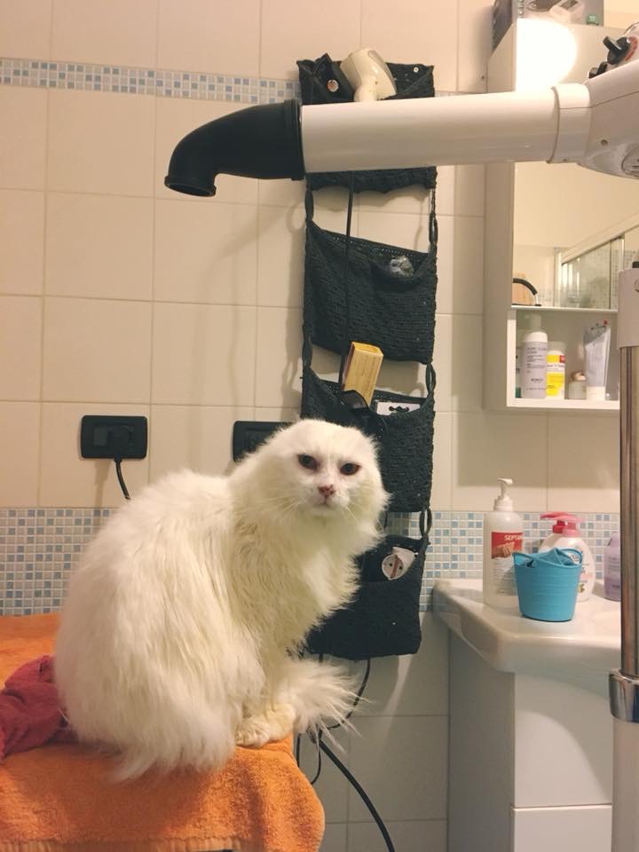 Toelettatura casalinga piodermite gatto