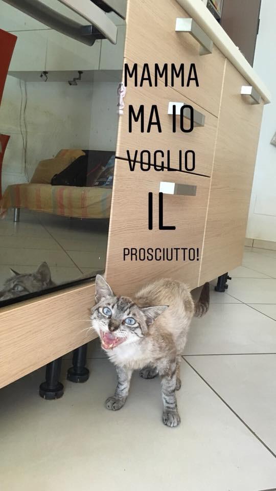 fiv felv positivo gatto leucemia felina