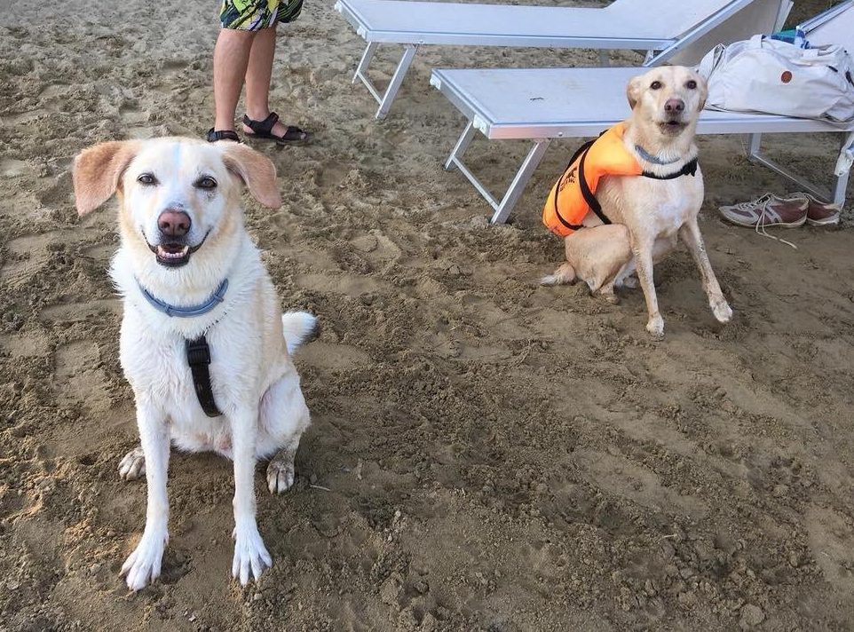 cane giallo sud pastore maremmano