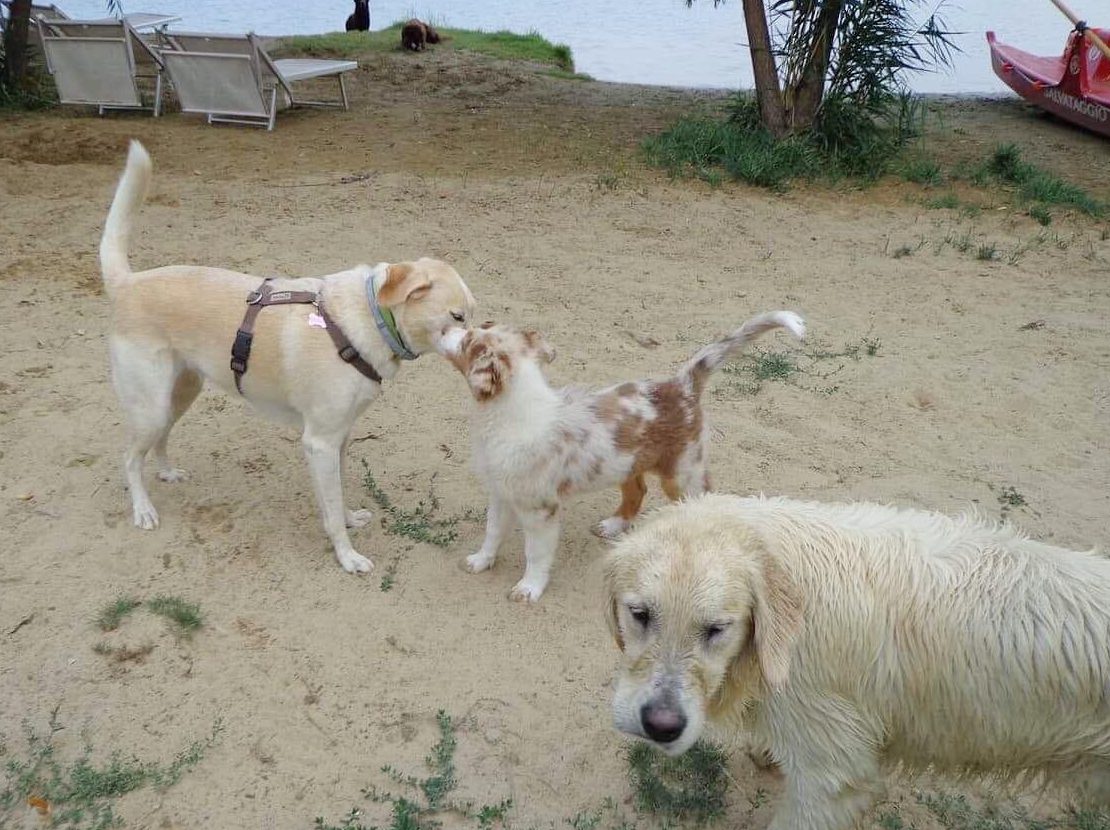 cane giallo sud pastore maremmano