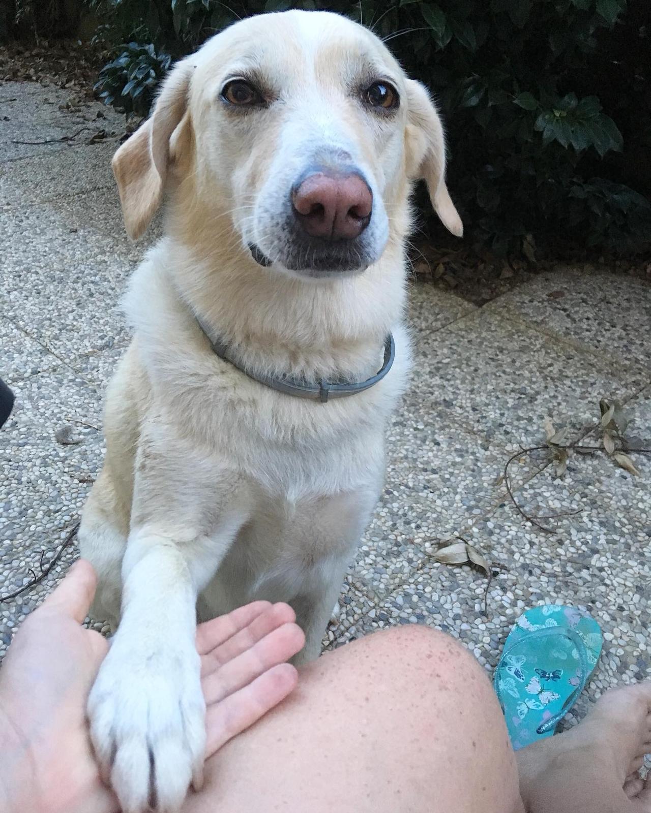 cane giallo sud pastore maremmano