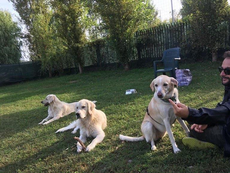 cane giallo sud pastore maremmano 9