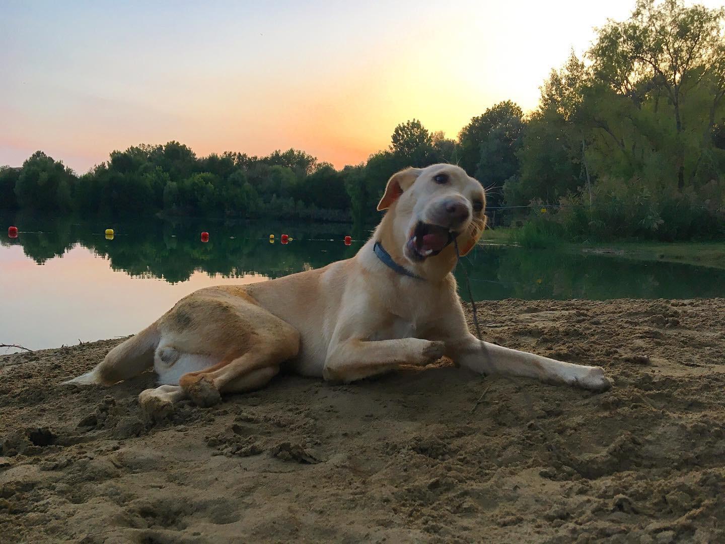 cane giallo sud