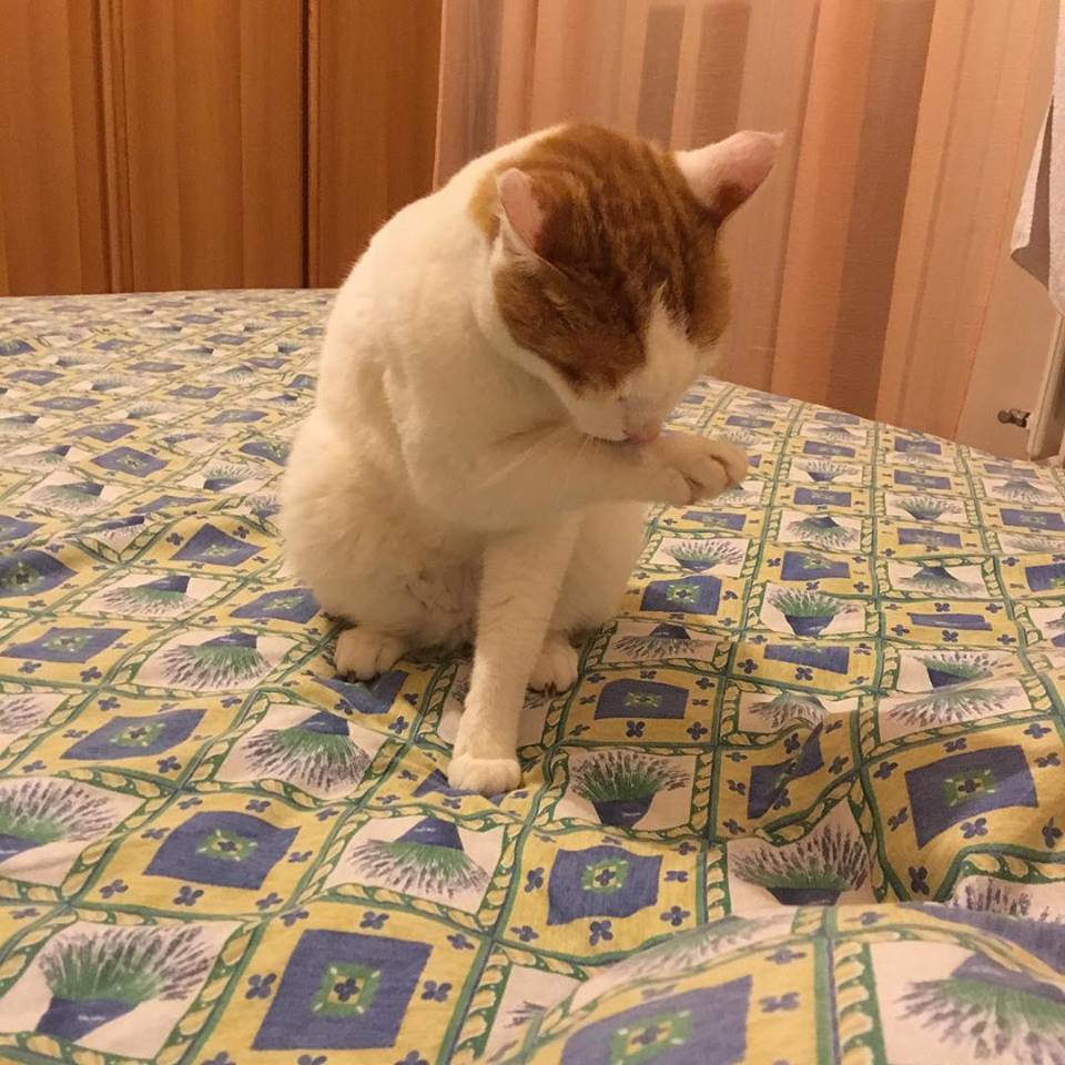 Foto di Angelino: gatto bianco con orecchie e coda rossa. Sul letto della casa nuova, in totale relax.