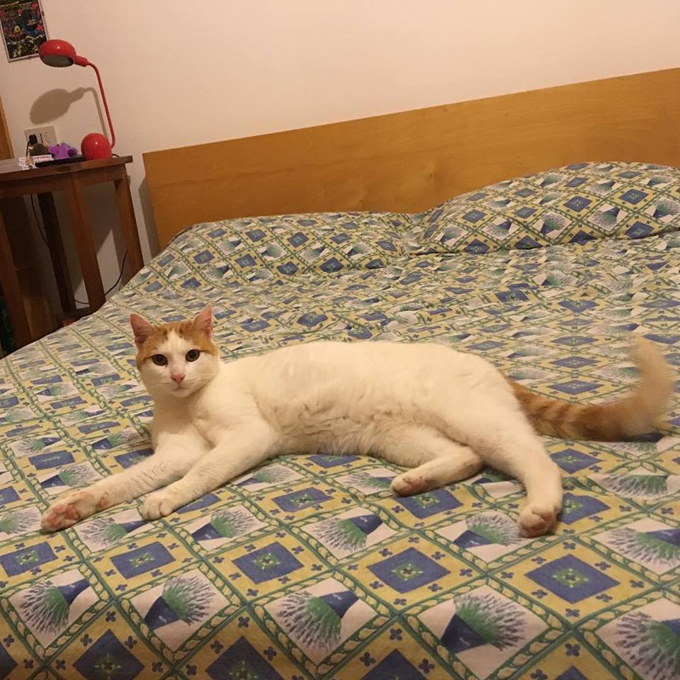 Foto di Angelino: gatto bianco con orecchie e coda rossa. Sul letto della casa nuova.