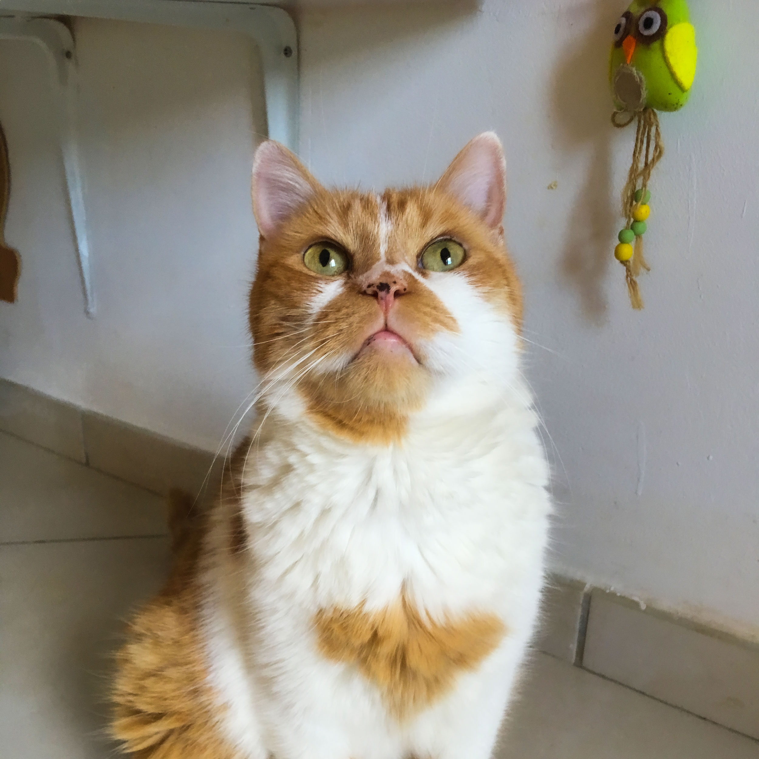 cucciolo urinare spesso chiaro