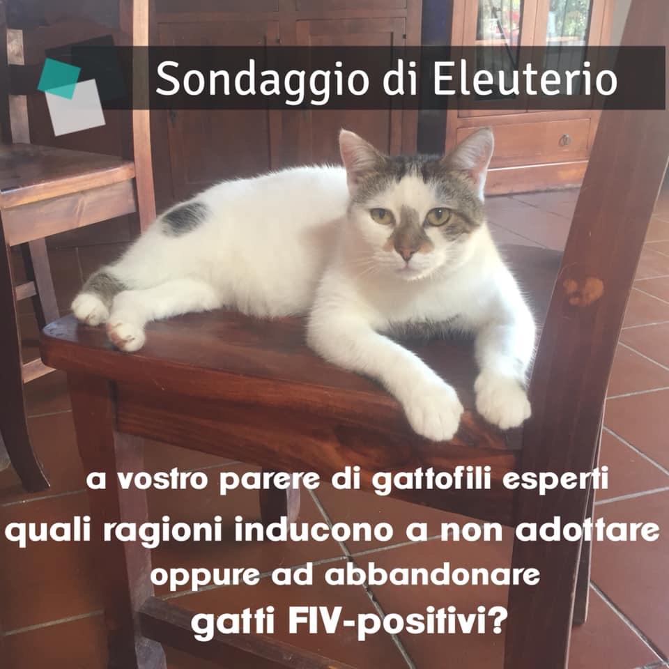 eleuterio fiv gatti ventunesimo gatto