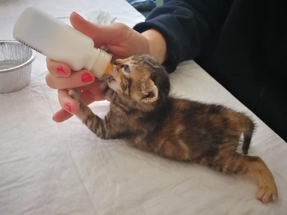 gattino latte polvere