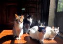 nonno-salvo-e-amici-il-ventunesimo-gatto