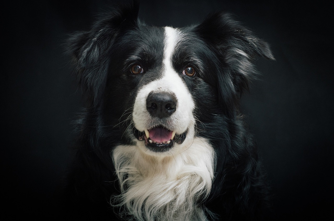 border-collie-cause-caduta-pelo-cane