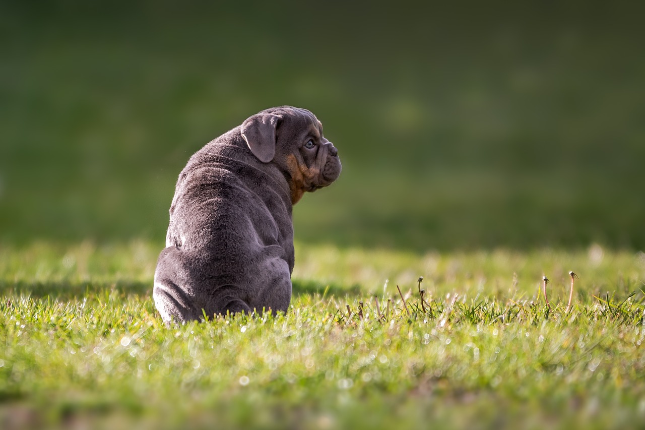 bulldog-cause-caduta-pelo-cane