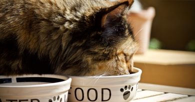 cibo preferito dei gatti croccantini (3)