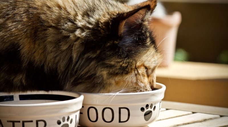 cibo preferito dei gatti croccantini (3)