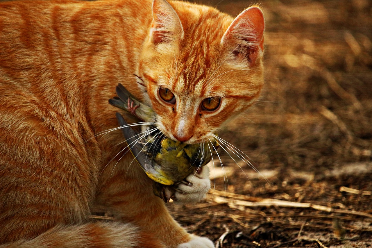 cibo preferito dei gatti croccantini