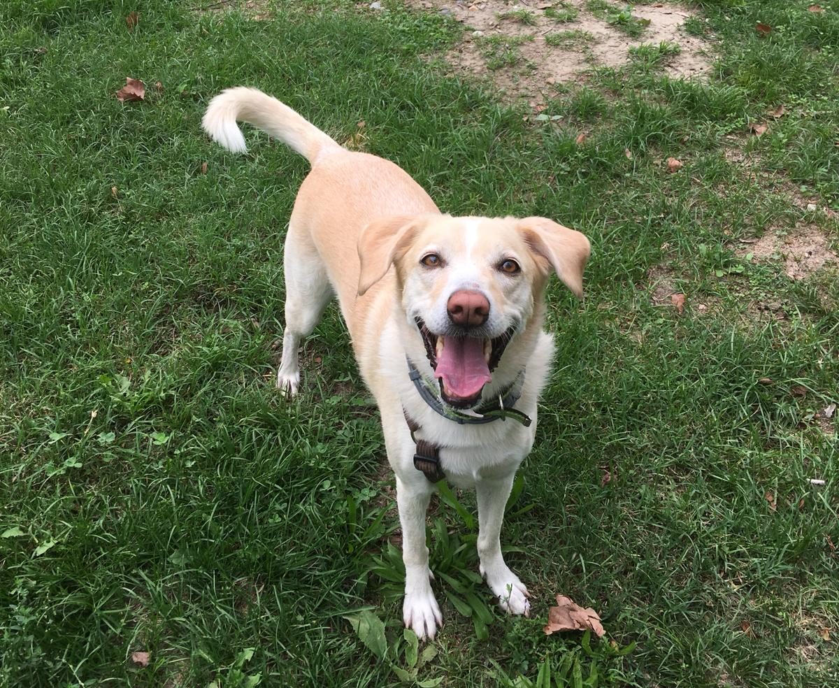 meticcio-cause-caduta-pelo-cane