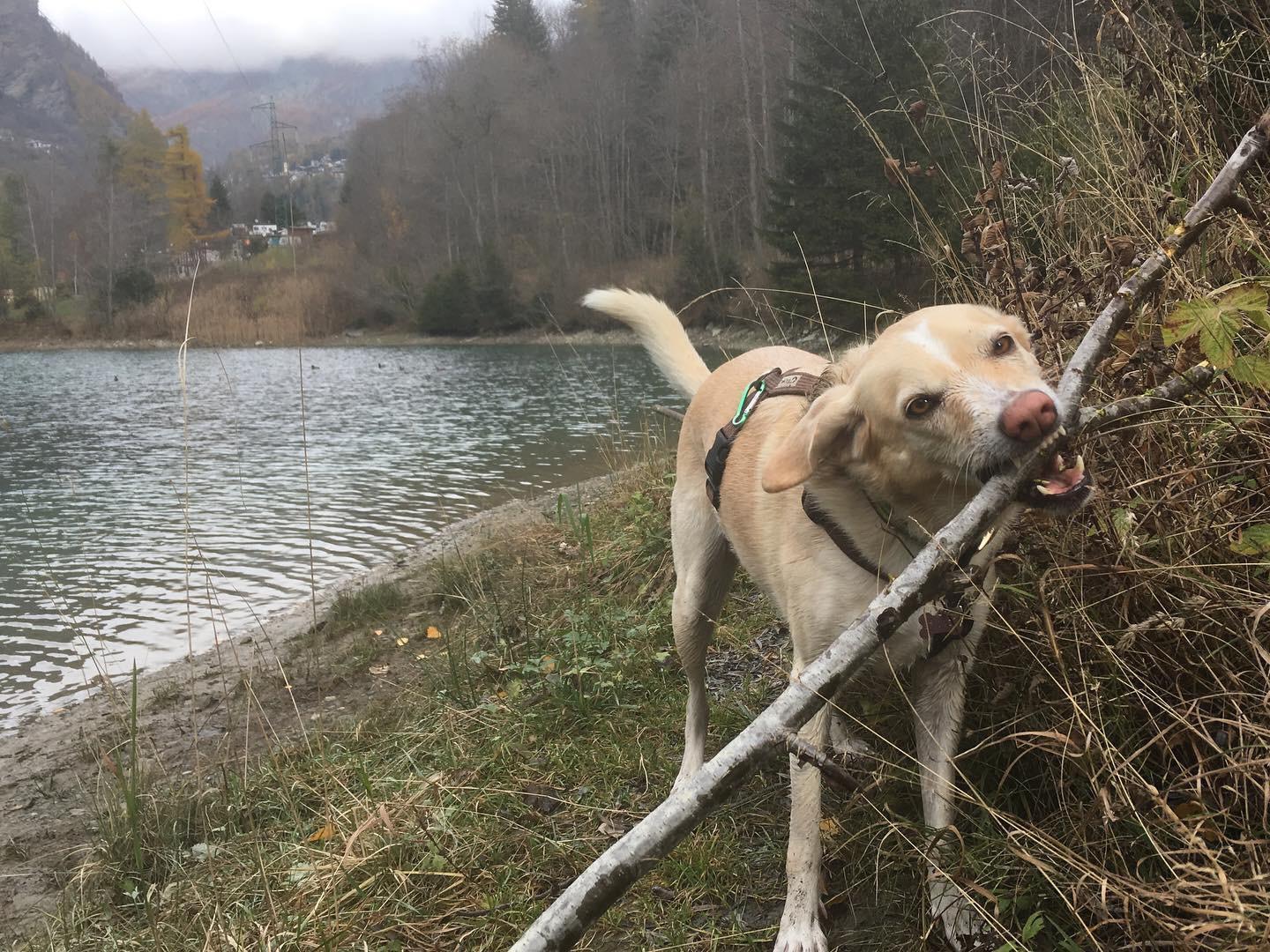 in vacanza con il cane in montagna 