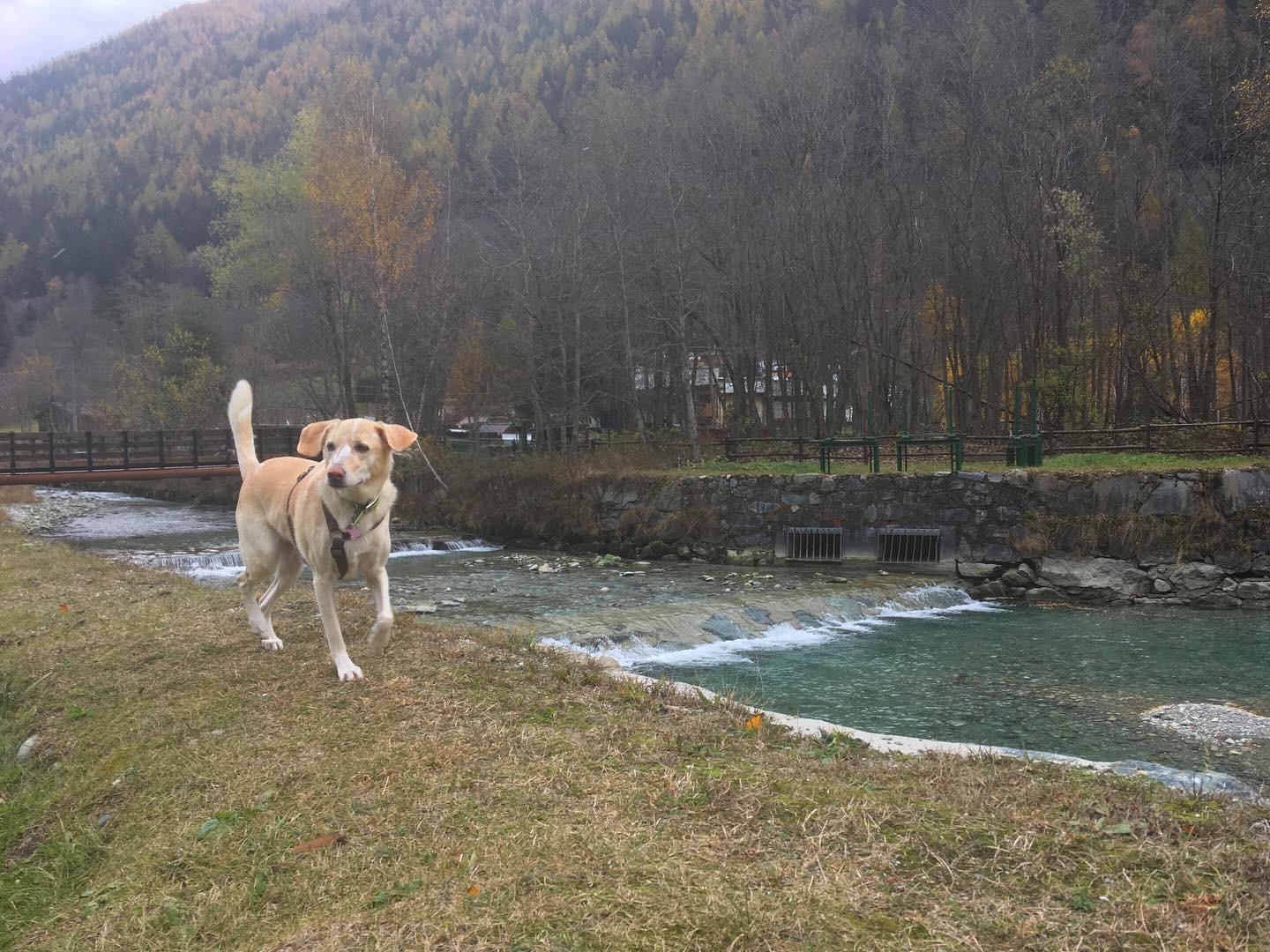 in vacanza con il cane in montagna 13