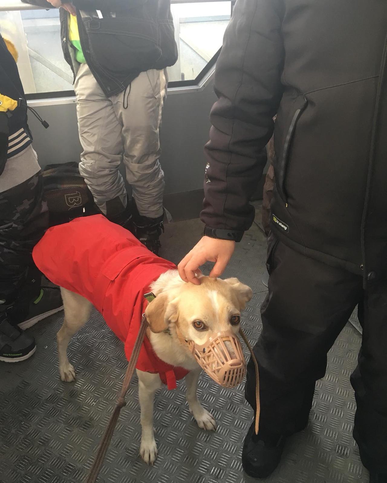 in vacanza con il cane in montagna 