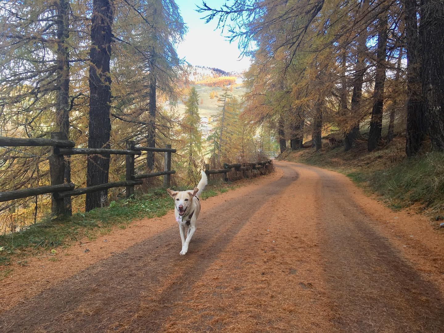 in vacanza con il cane in montagna 3