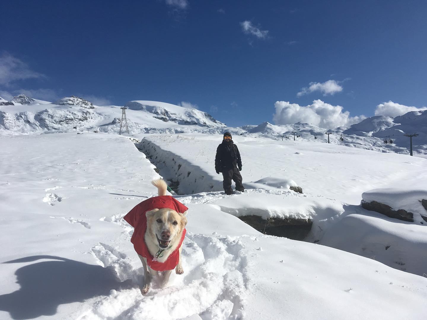 in vacanza con il cane in montagna 7