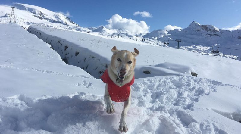 in vacanza con il cane in montagna 8