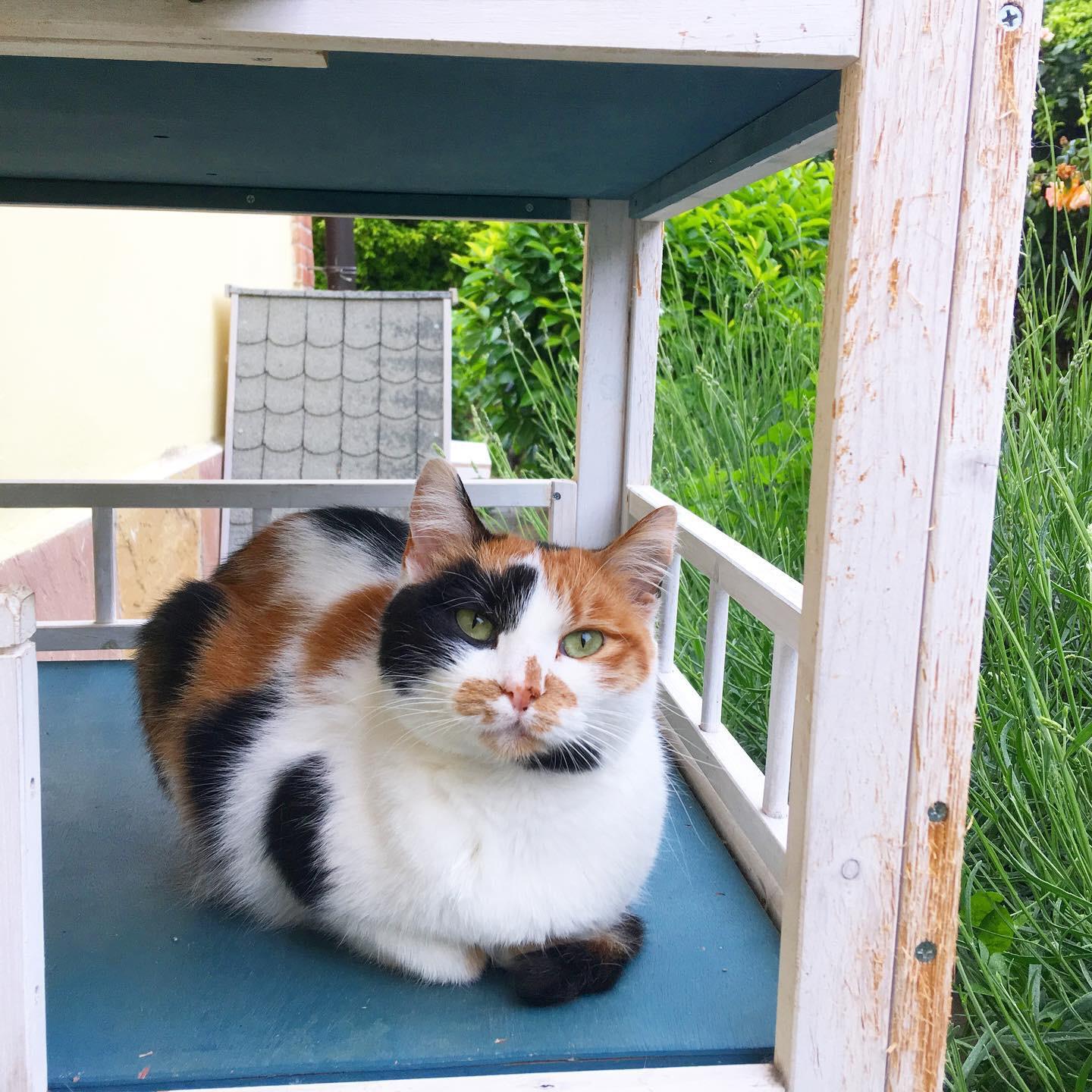 gatte tricolore carattere calicò tartarugate