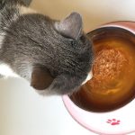 Gatti e insufficienza renale cronica – C’è un nuovo cibo super appetibile tutto da bere!