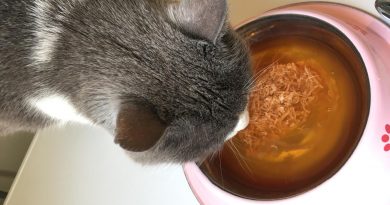 insufficienza renale gatti cibo appetibile (4)