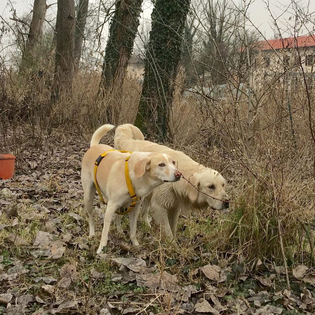 Golden Retriever