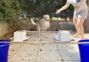 agility dog cani