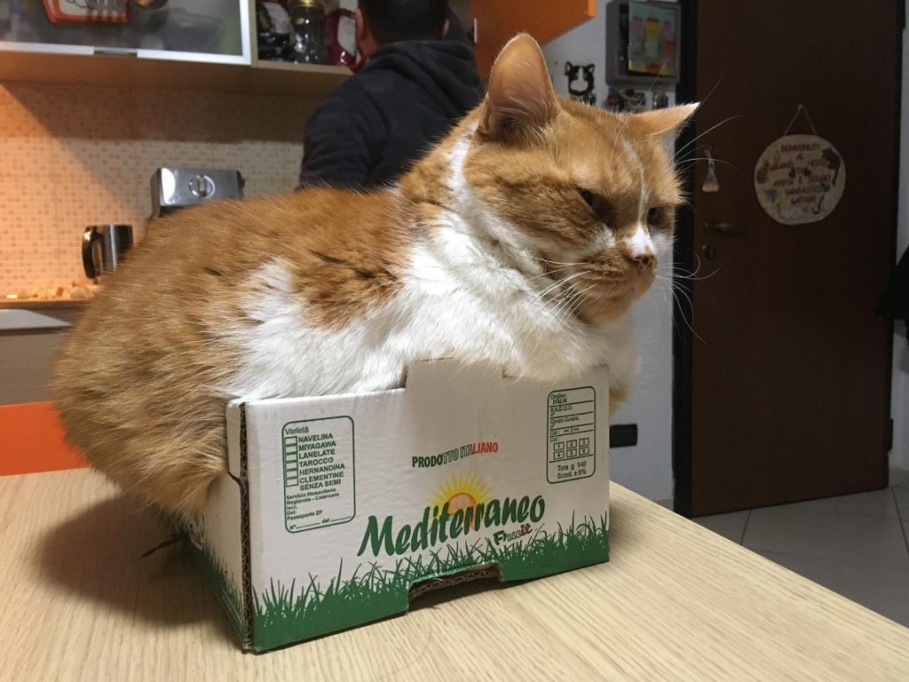 gatti scatole 