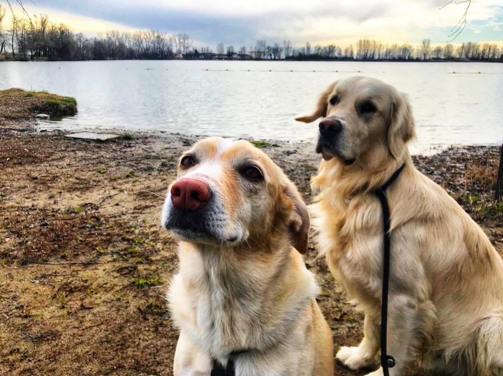 golden retriever