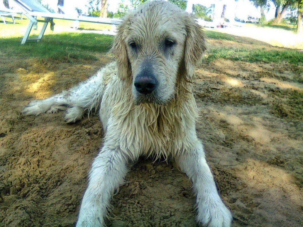 golden retriever 