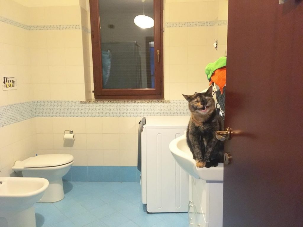pulire casa gatti pipì