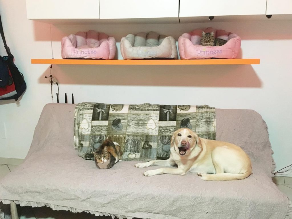 pulire casa gatti pipì