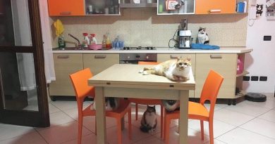 Gatti e pipì – Tutti i segreti di una casa pulita in presenza di gatti Gatti e pipì – Tutti i segreti di una casa pulita in presenza di gatti