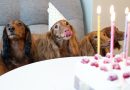 torta per cani