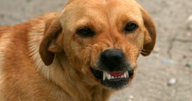 Perché il cane morde? 4 validi motivi per NON toccare i cani degli altri