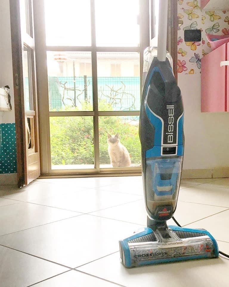 gatti pipì pulizia casa 