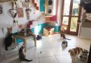 Gatti e pipì – Tutti i segreti di una casa pulita in presenza di gatti piscioni
