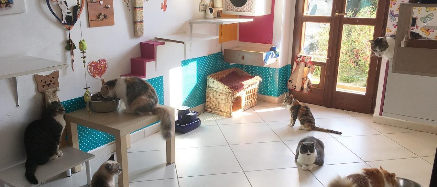 Gatti e pipì – Tutti i segreti di una casa pulita in presenza di gatti piscioni