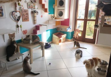 gatti pipì pulizia casa
