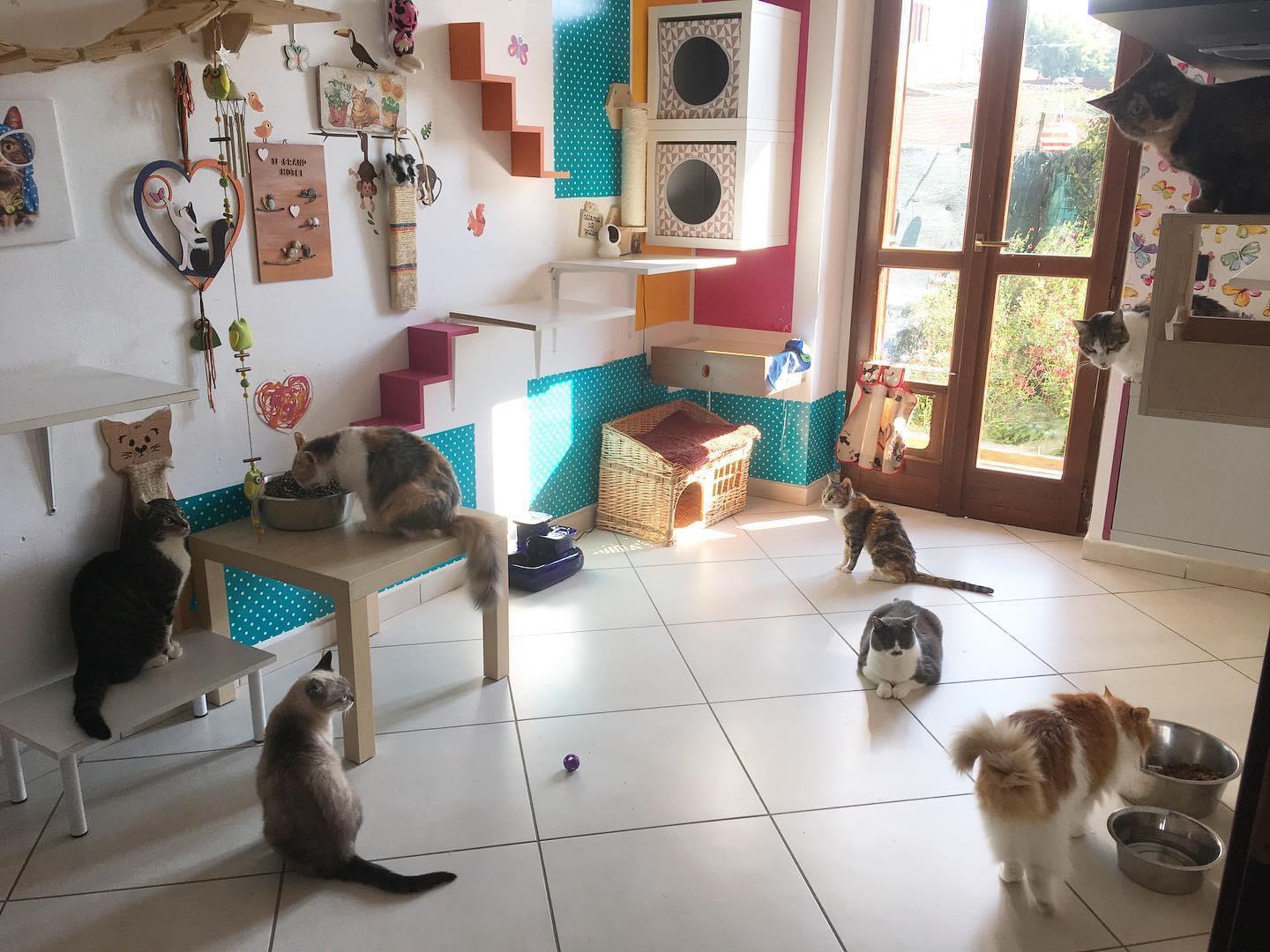 gatti pipì pulizia casa