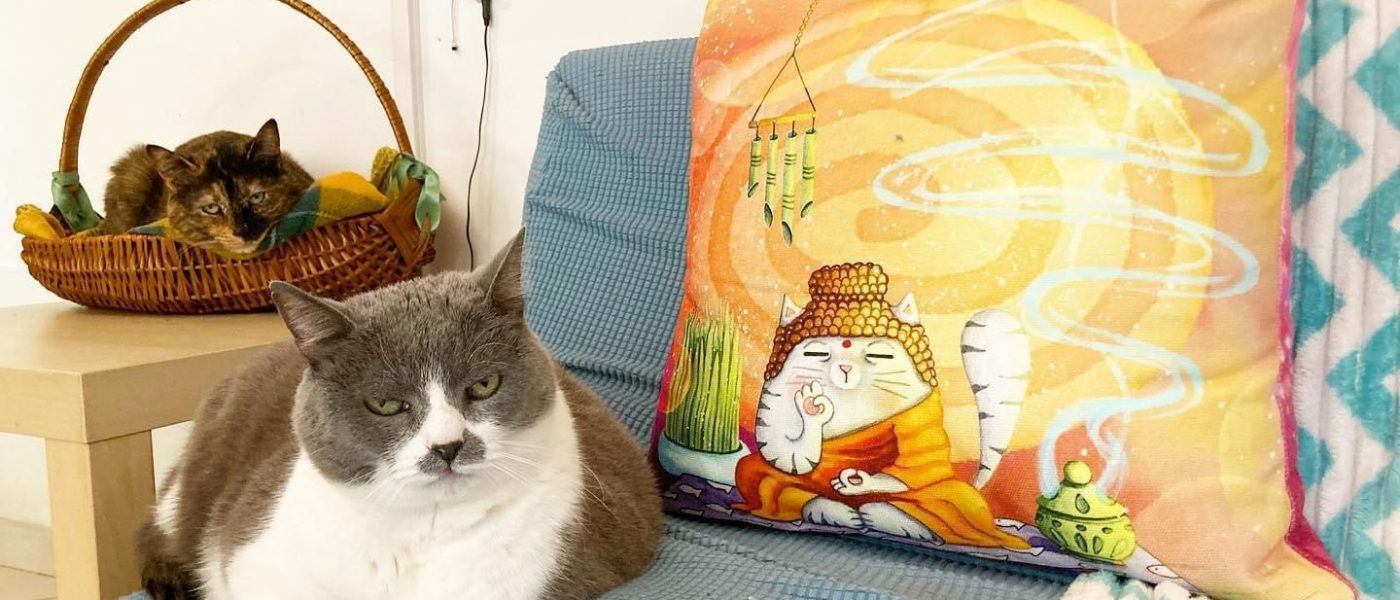 Maremmagatta – Idee regalo originali per amanti dei gatti